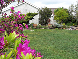 Looking to back of bungalow with bright ping azaleas in flower